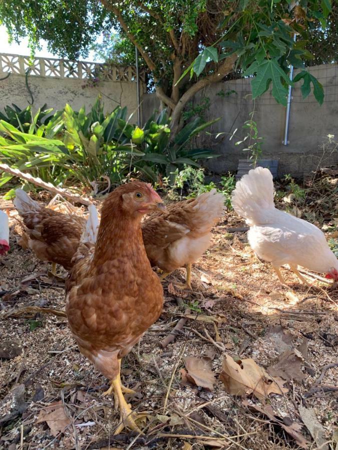 Ferienwohnung Finca Monica La Matanza De Acentejo Kültér fotó